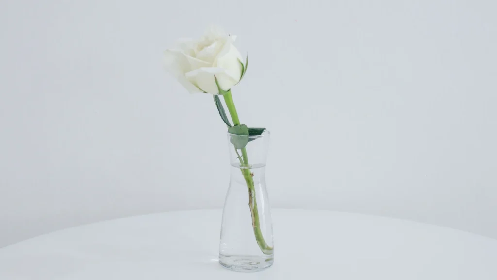 Una sola flor blanca en un vaso de vidrio transparente sobre un fondo blanco minimalista