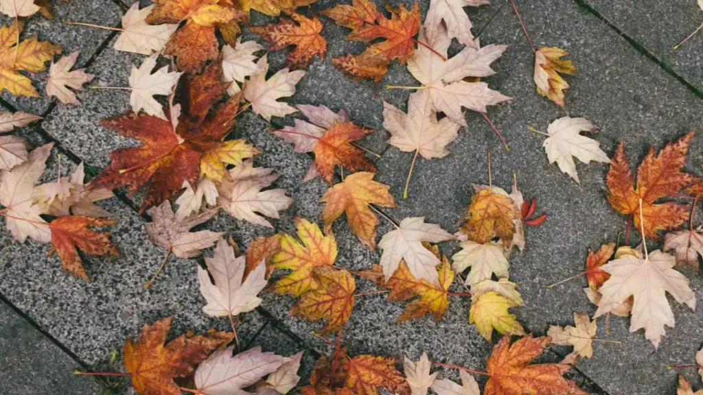 Hojas secas de otoño sobre una superficie clara y limpia iluminada por luz natural