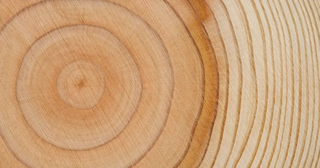 Anillos de madera en tonos claros, representando el tiempo, la acumulación y la profundidad que se construye de forma gradual.